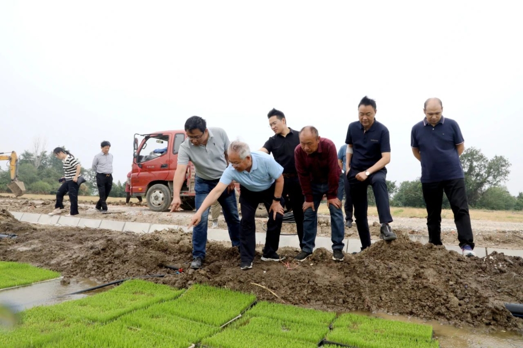著名水稻育種專家、“南粳之父”王才林來和橋鎮(zhèn)調(diào)研指導